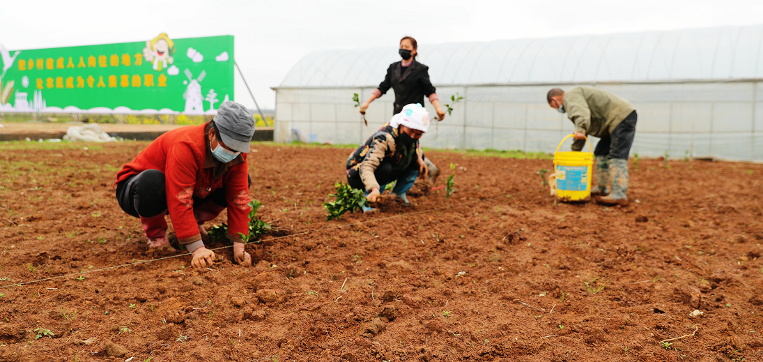 3月7日，南昌市新建区昌邑乡上河口分场大型田园综合体，村民在栽种果苗。